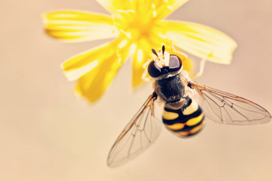 Bee’s Love Organic Food Too