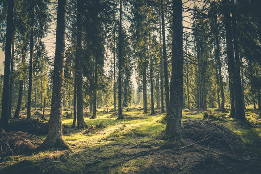 Forest Bathing