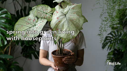 Spring into Green Living with Houseplants!