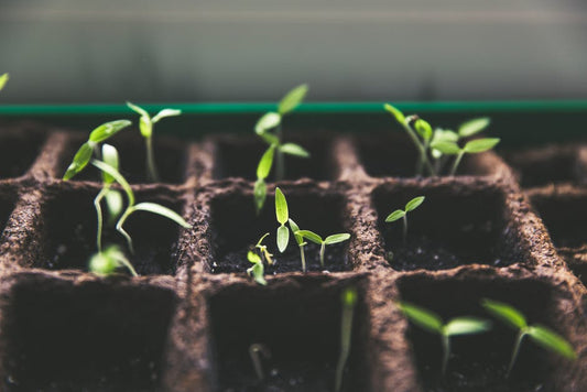 Gardening for your health